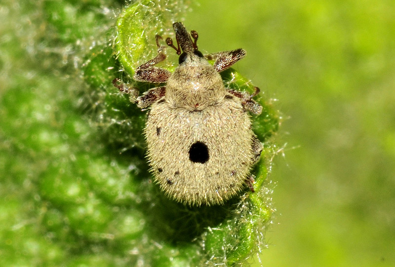 Due piccoli Curculionidae: Cionus olens e cfr. Rhinusa asellus